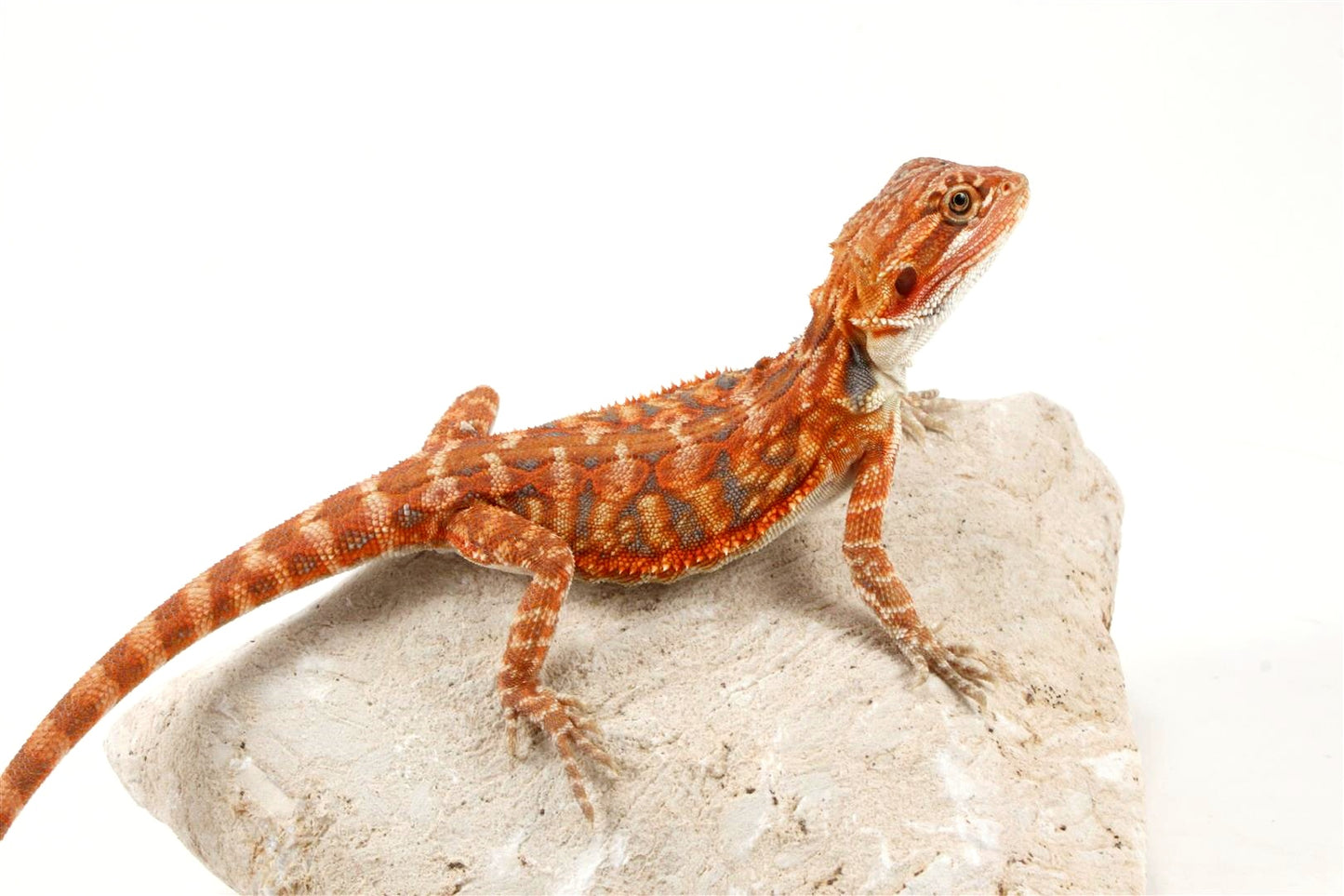 Hypo Leatherback Super Red Bearded Dragon All Reptiles