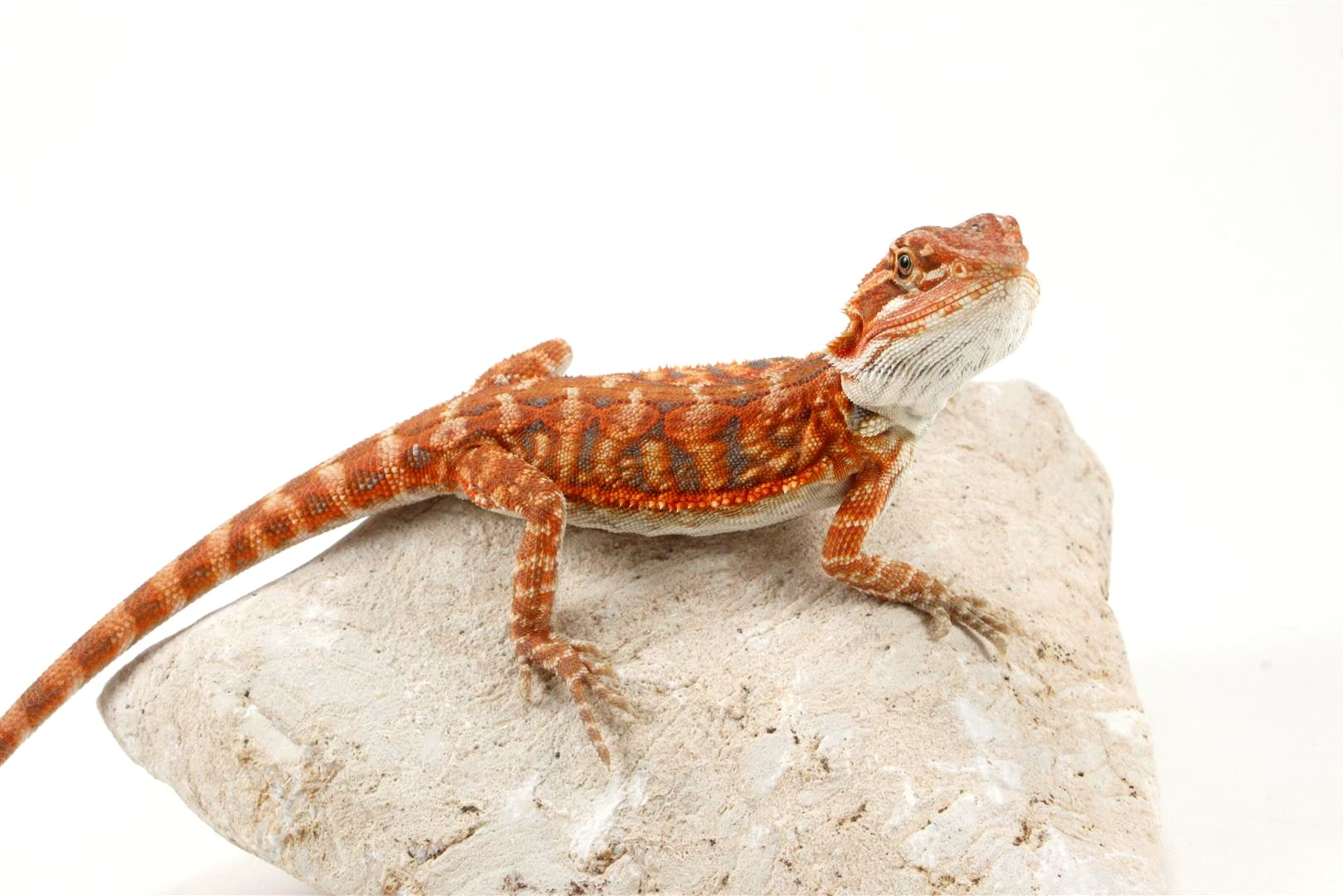 Hypo Leatherback Super Red Bearded Dragon All Reptiles