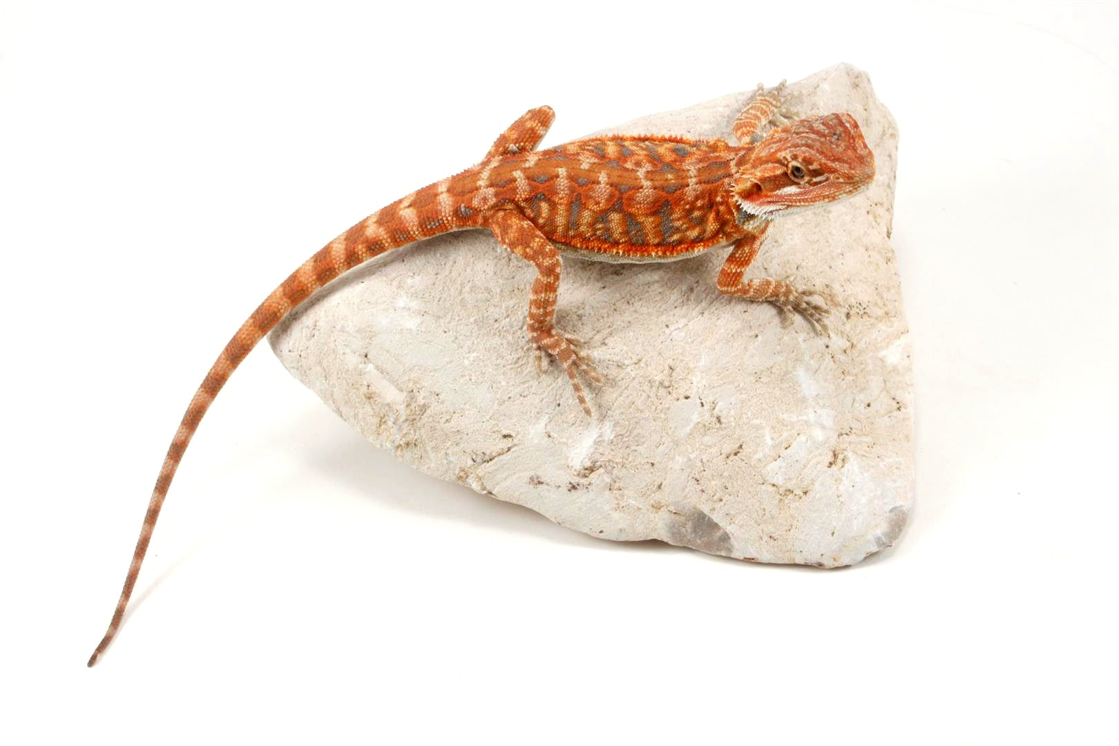 Hypo Leatherback Super Red Bearded Dragon All Reptiles