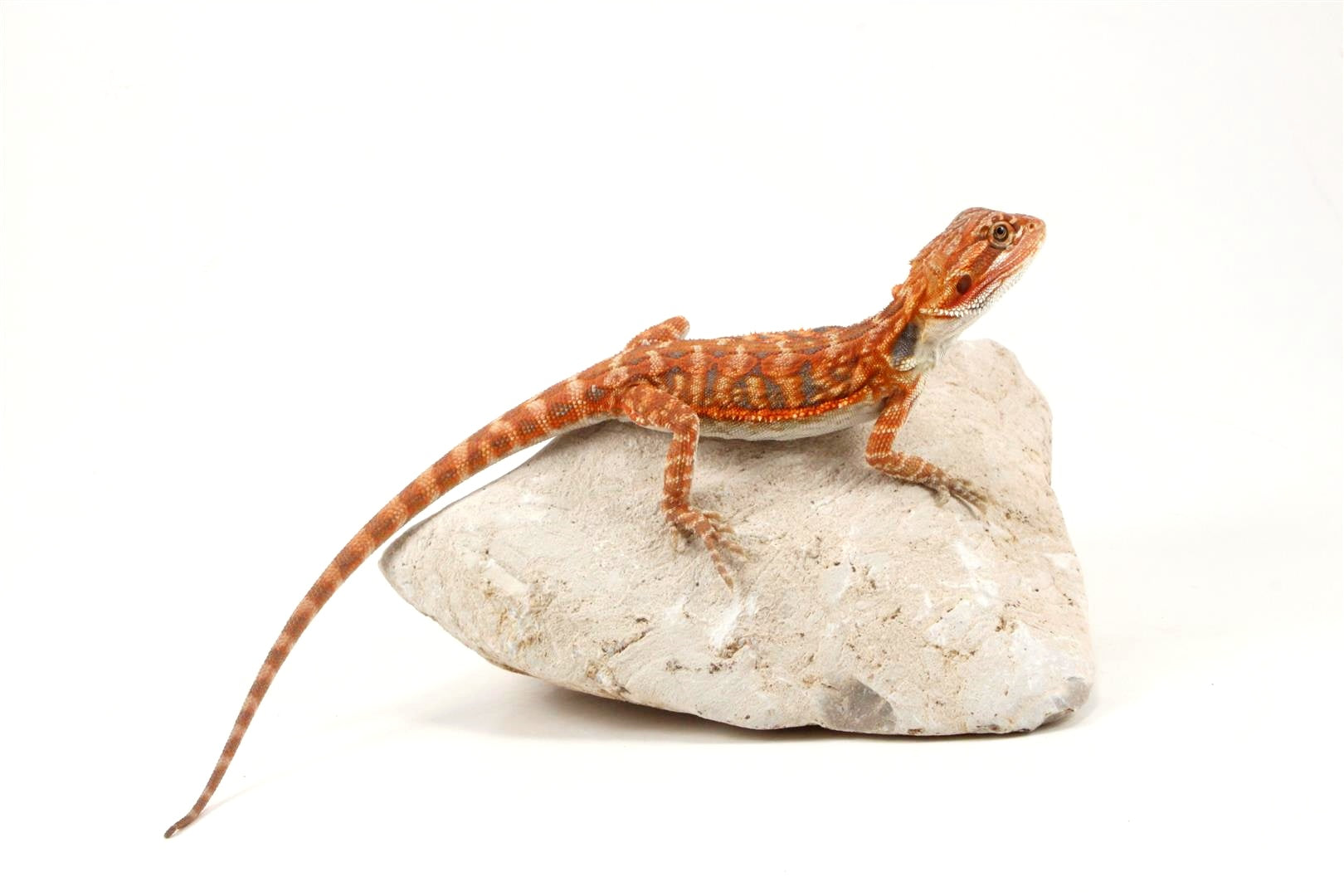 Hypo Leatherback Super Red Bearded Dragon All Reptiles