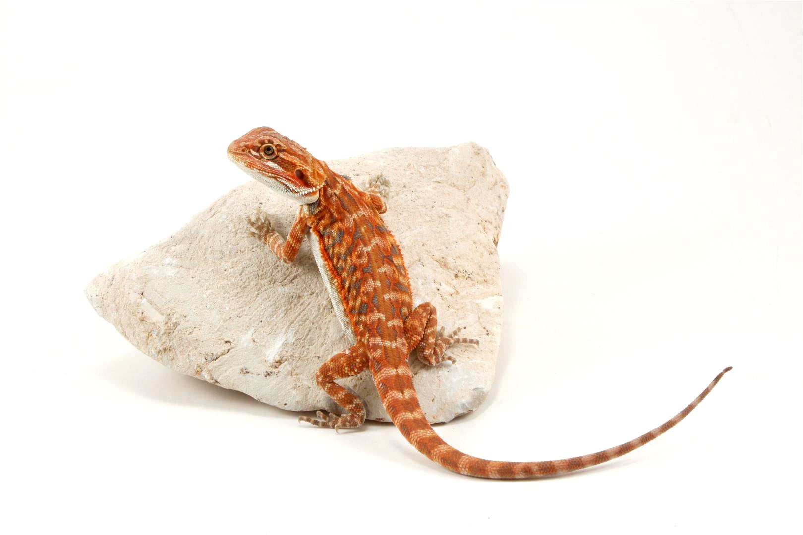 Hypo Leatherback Super Red Bearded Dragon All Reptiles