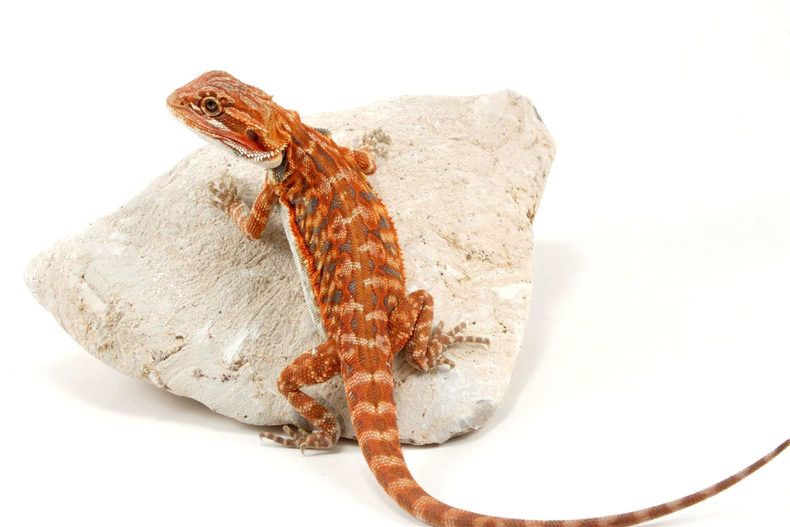 Hypo Leatherback Super Red Bearded Dragon All Reptiles