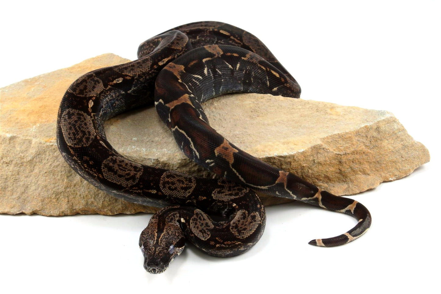 IMG Colombian Boa