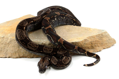 IMG Colombian Boa