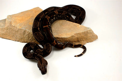 IMG Colombian Boa