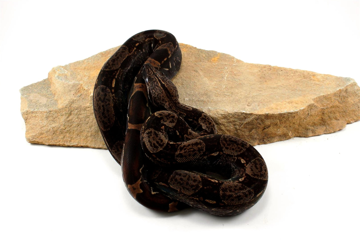 IMG Colombian Boa