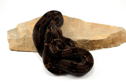 IMG Colombian Boa