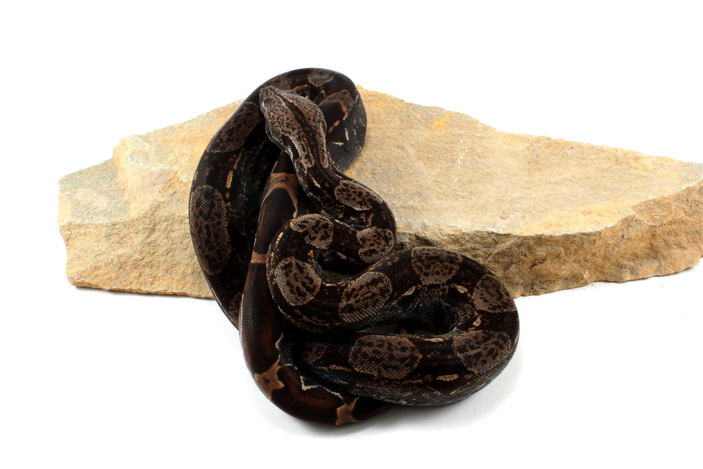 IMG Colombian Boa