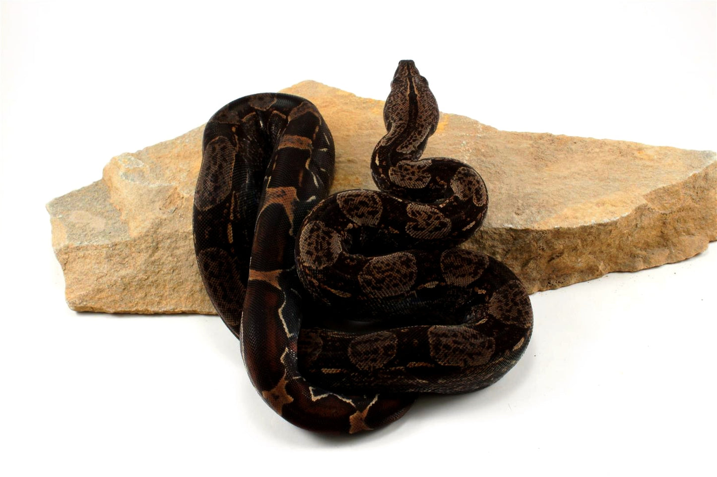 IMG Colombian Boa