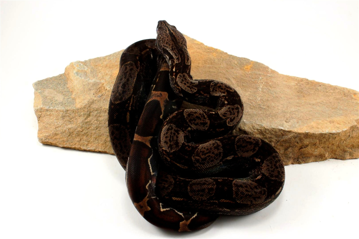 IMG Colombian Boa