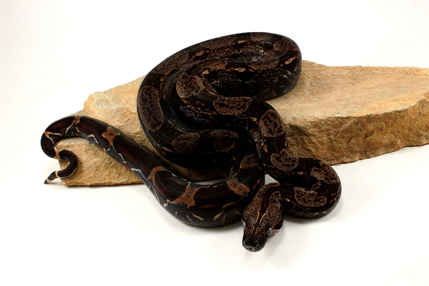 IMG Colombian Boa
