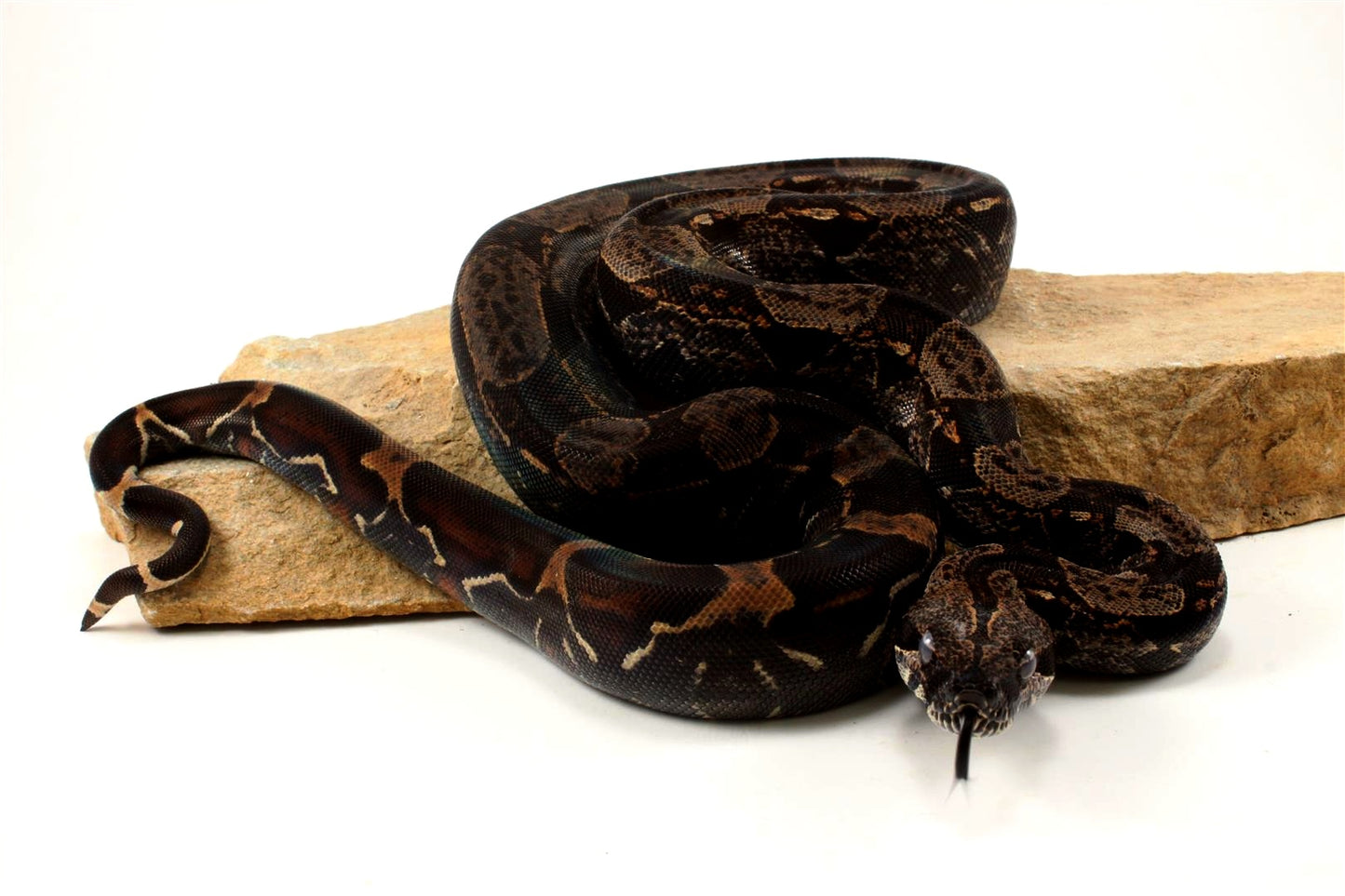 IMG Colombian Boa