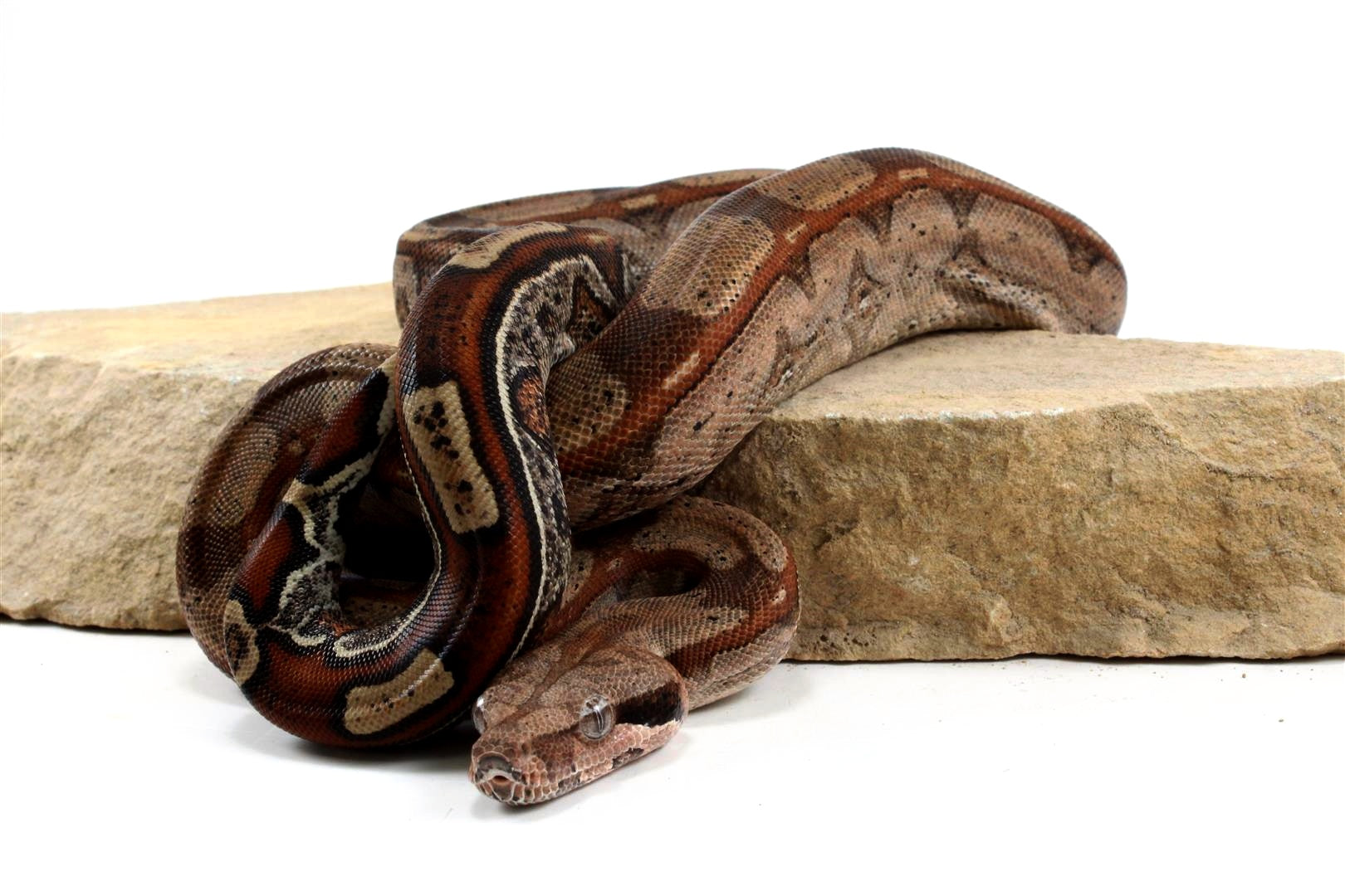 Roswell Ladder Tail Colombian Boa All Reptiles