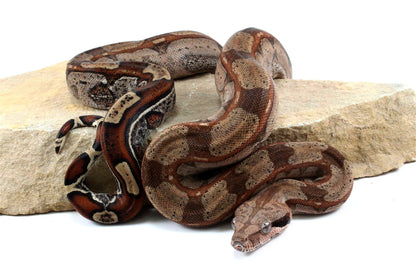Roswell Ladder Tail Colombian Boa All Reptiles