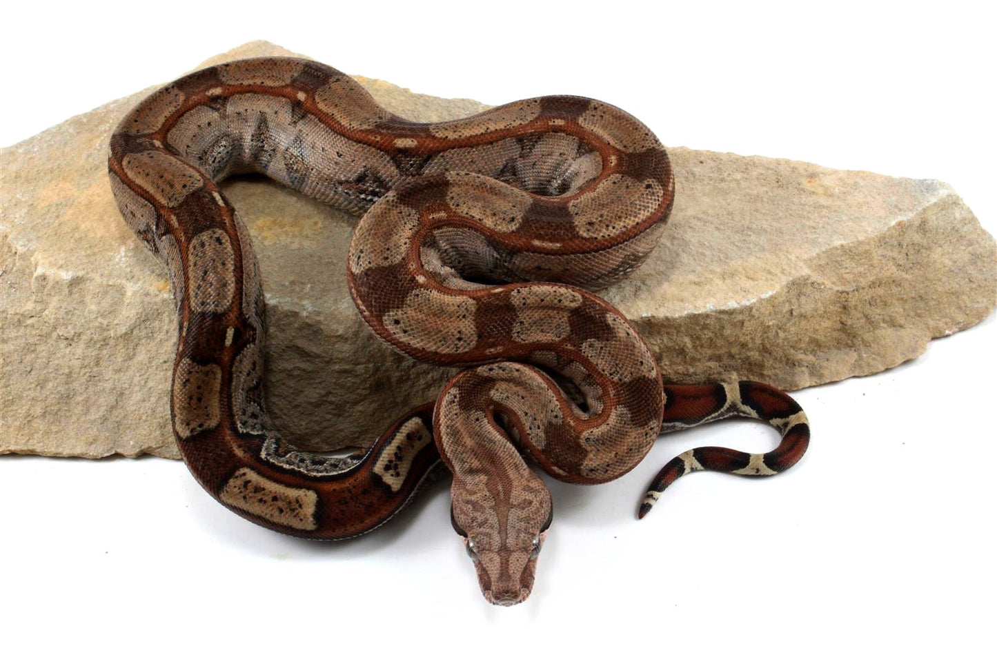Roswell Ladder Tail Colombian Boa All Reptiles
