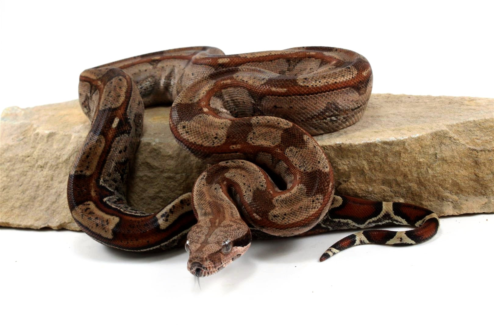 Roswell Ladder Tail Colombian Boa All Reptiles