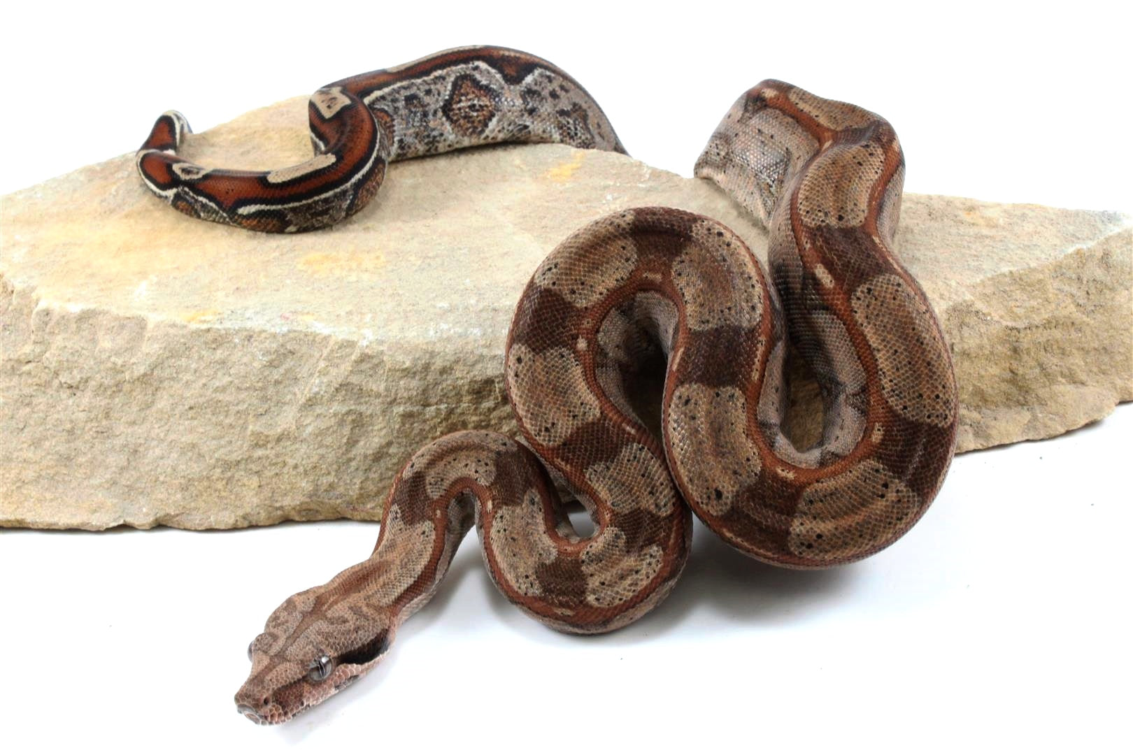 Roswell Ladder Tail Colombian Boa All Reptiles