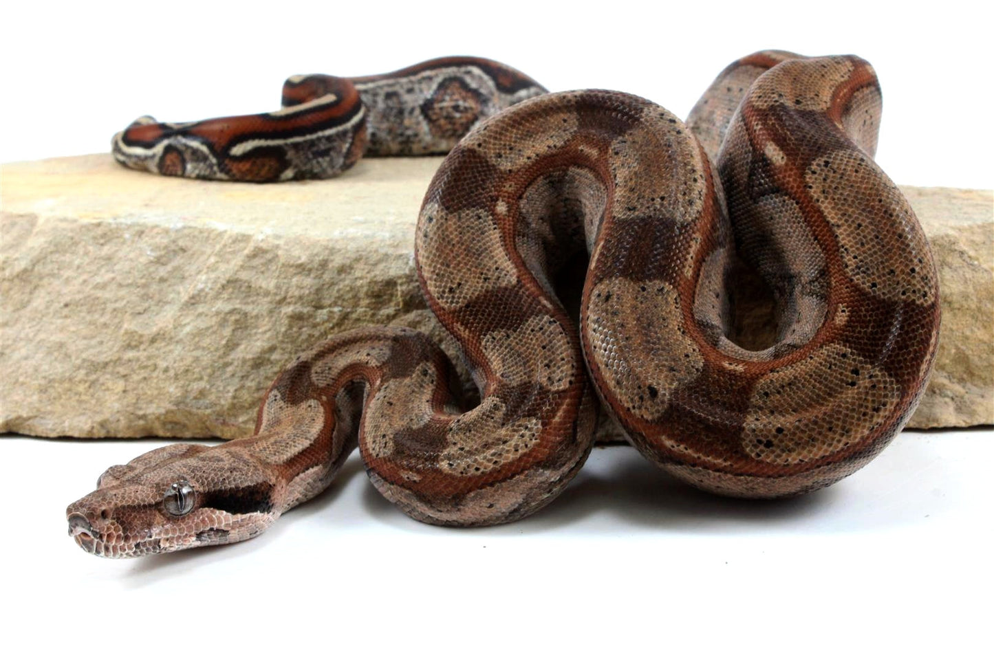 Roswell Ladder Tail Colombian Boa All Reptiles