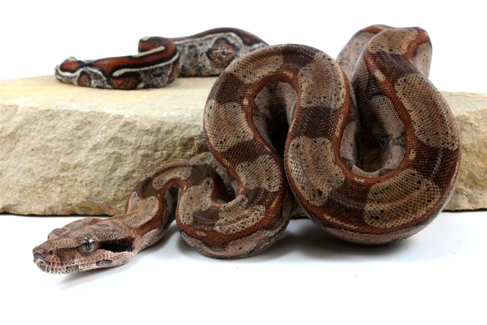 Roswell Ladder Tail Colombian Boa All Reptiles