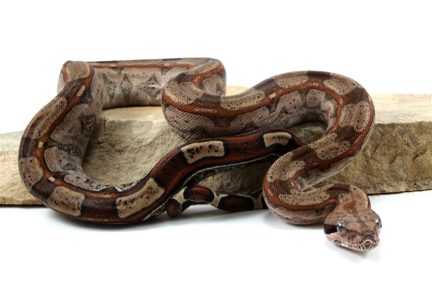 Roswell Ladder Tail Colombian Boa All Reptiles