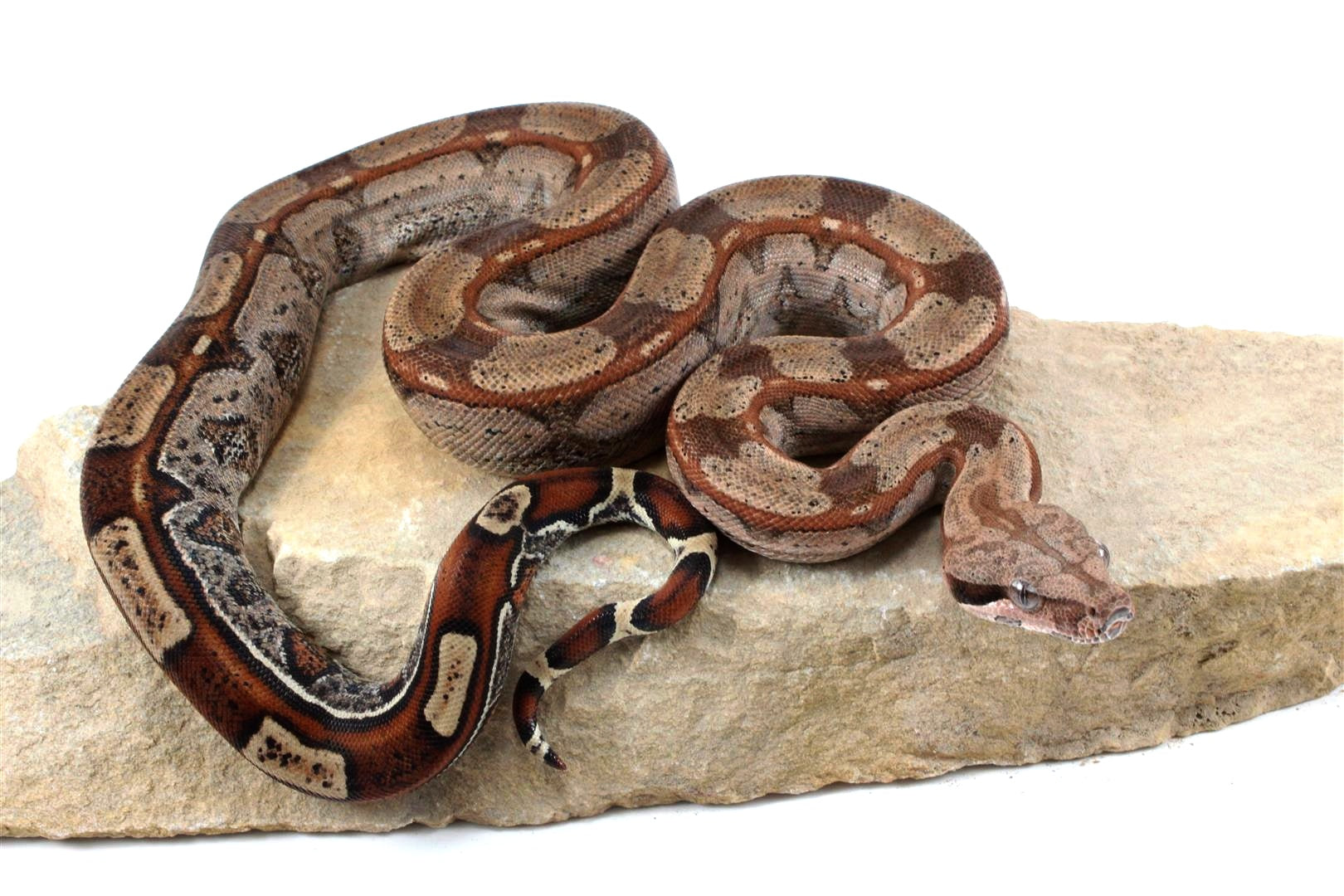 Roswell Ladder Tail Colombian Boa All Reptiles