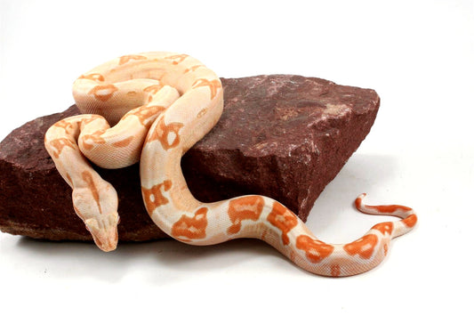 Kahl Albino Lipstick Sunglow Colombian Boa All Reptiles