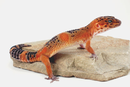 Blood Emerine Black Blood Leopard Gecko All Reptiles