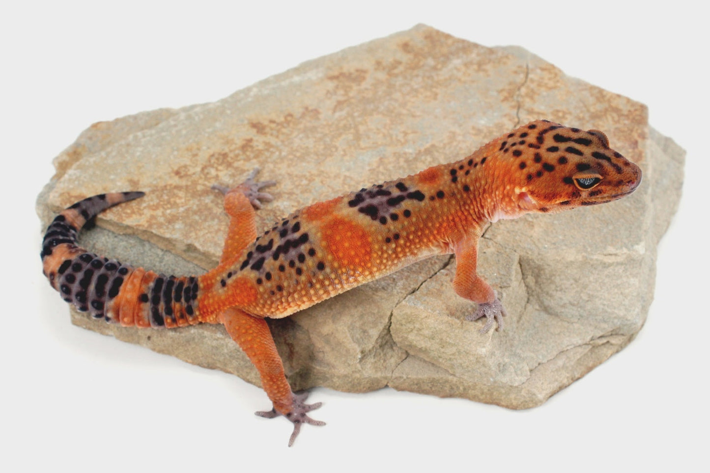 Blood Emerine Black Blood Leopard Gecko All Reptiles