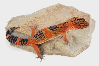 Blood Emerine Black Blood Leopard Gecko All Reptiles
