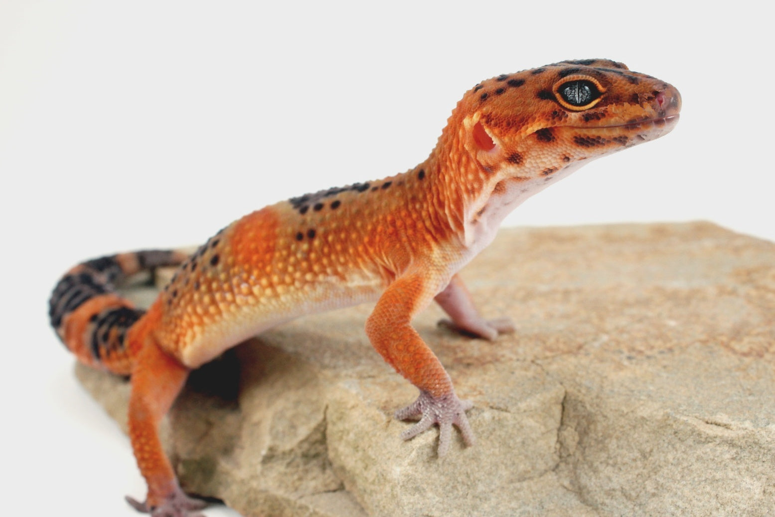 Blood Emerine Black Blood Leopard Gecko All Reptiles