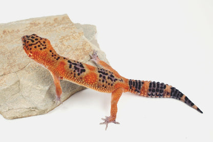 Blood Emerine Black Blood Leopard Gecko All Reptiles