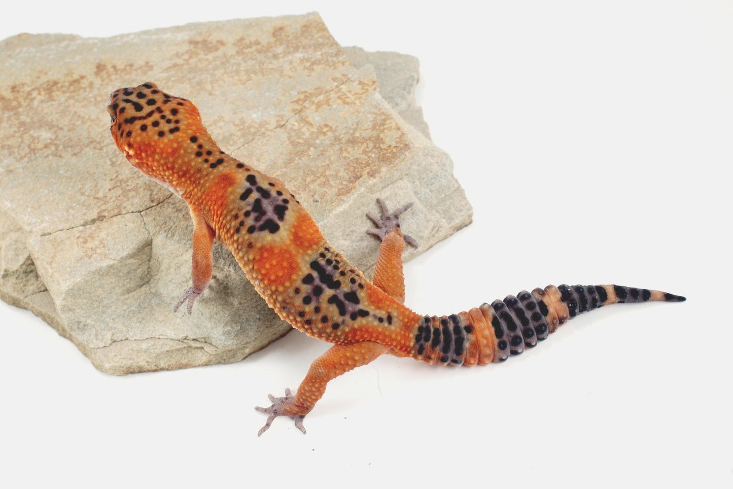 Blood Emerine Black Blood Leopard Gecko All Reptiles