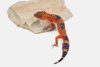 Blood Emerine Black Blood Leopard Gecko All Reptiles
