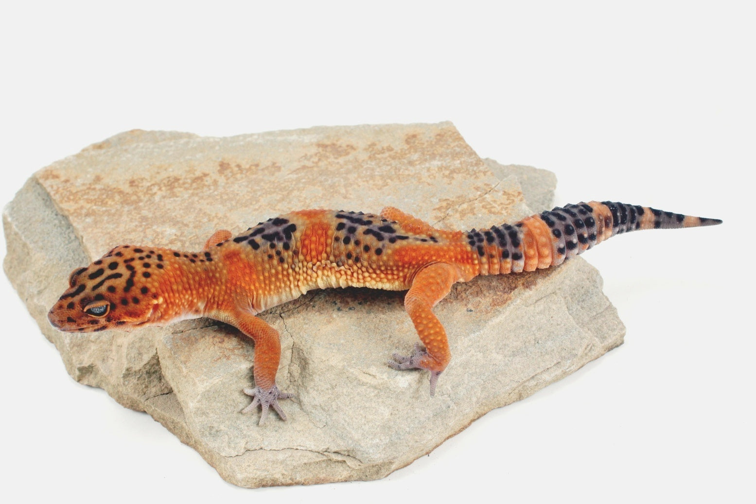 Blood Emerine Black Blood Leopard Gecko All Reptiles