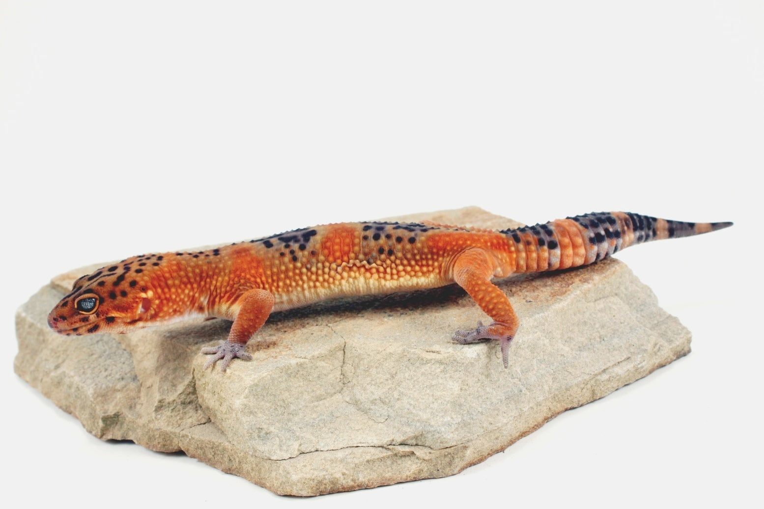Blood Emerine Black Blood Leopard Gecko All Reptiles