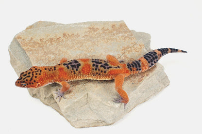 Blood Emerine Black Blood Leopard Gecko All Reptiles