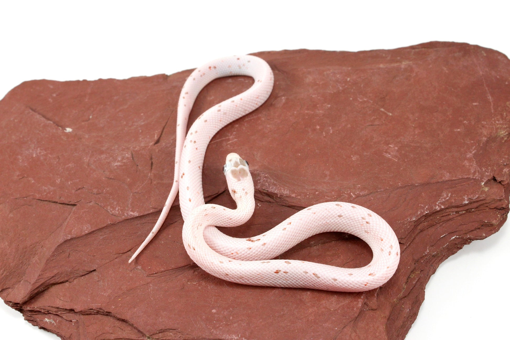 Palmetto Corn Snake All Reptiles