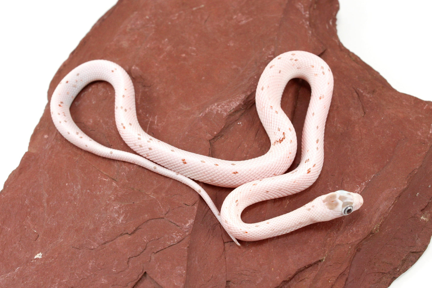 Palmetto Corn Snake All Reptiles
