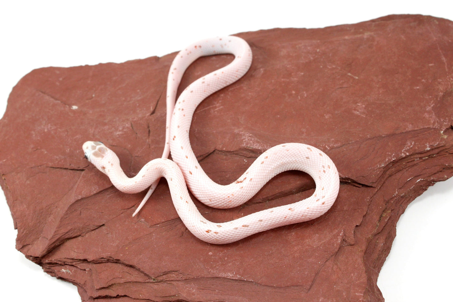 Palmetto Corn Snake All Reptiles