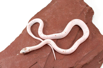 Palmetto Corn Snake All Reptiles