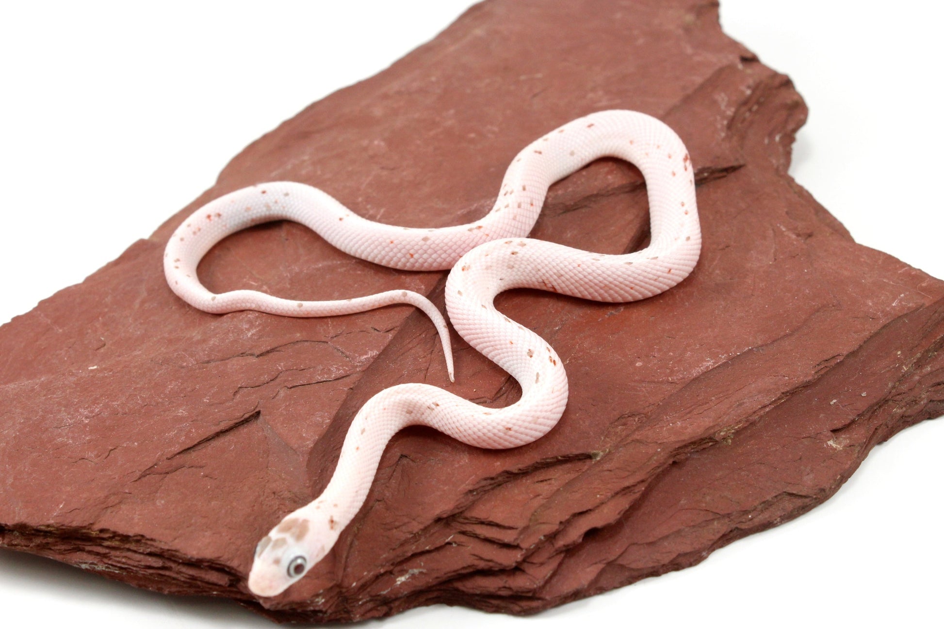 Palmetto Corn Snake All Reptiles