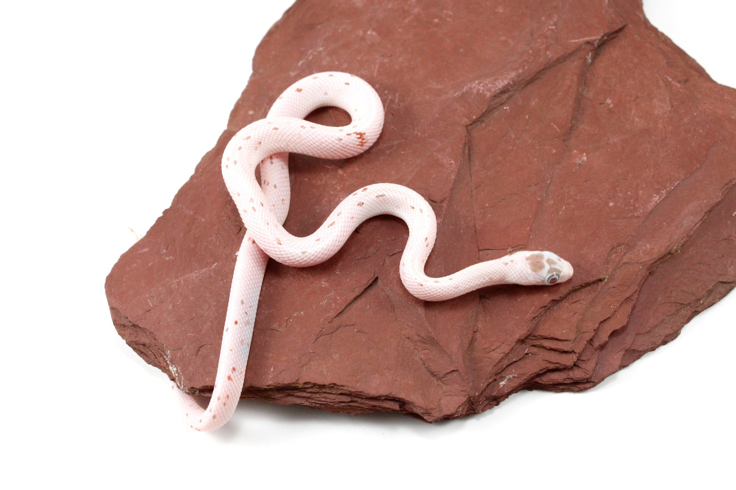 Palmetto Corn Snake All Reptiles