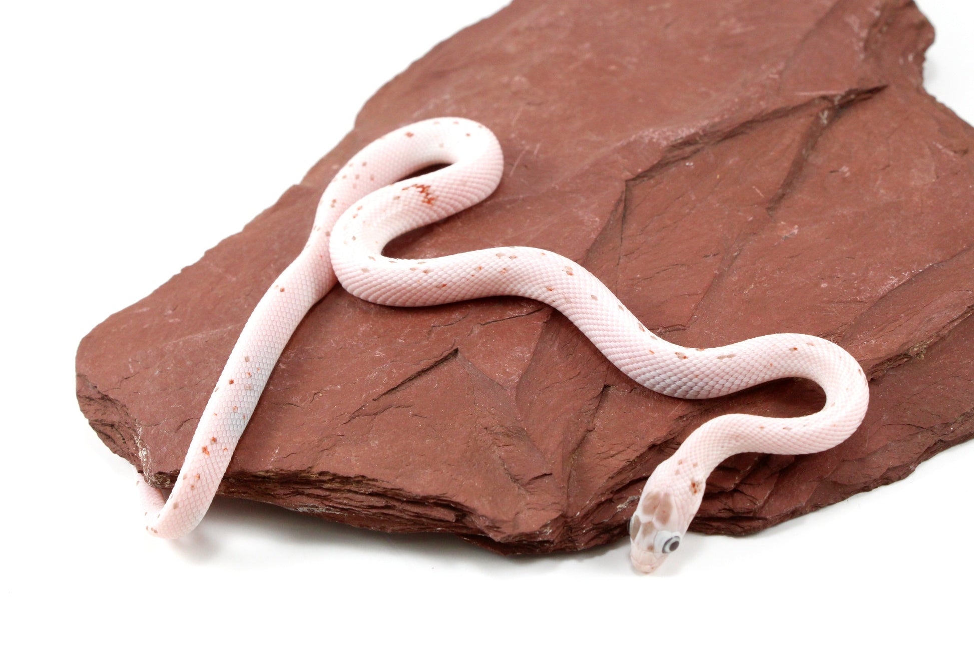 Palmetto Corn Snake All Reptiles