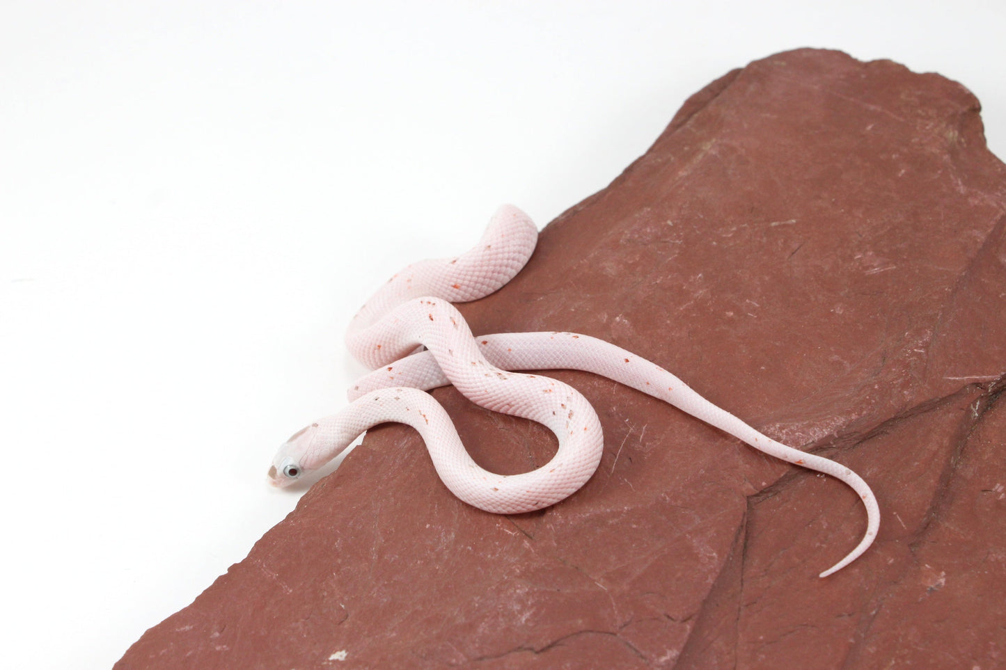Palmetto Corn Snake All Reptiles
