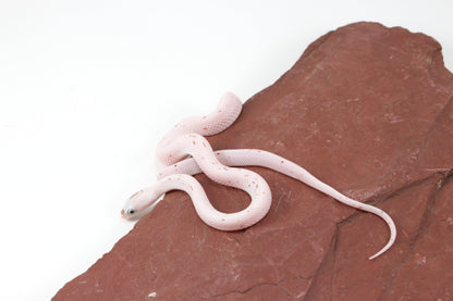 Palmetto Corn Snake All Reptiles