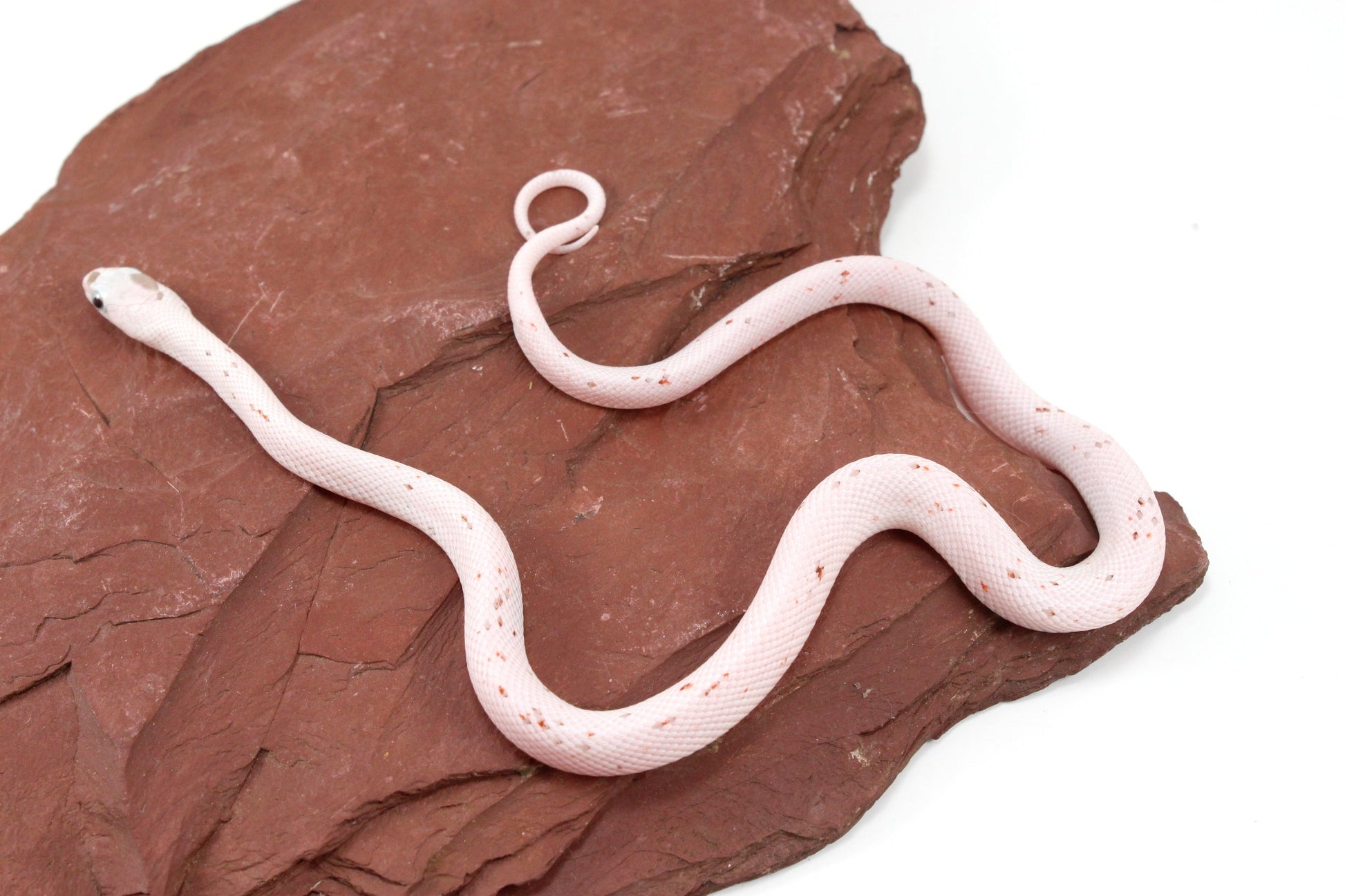 Palmetto Corn Snake All Reptiles