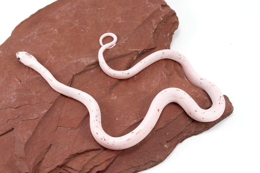 Palmetto Corn Snake All Reptiles