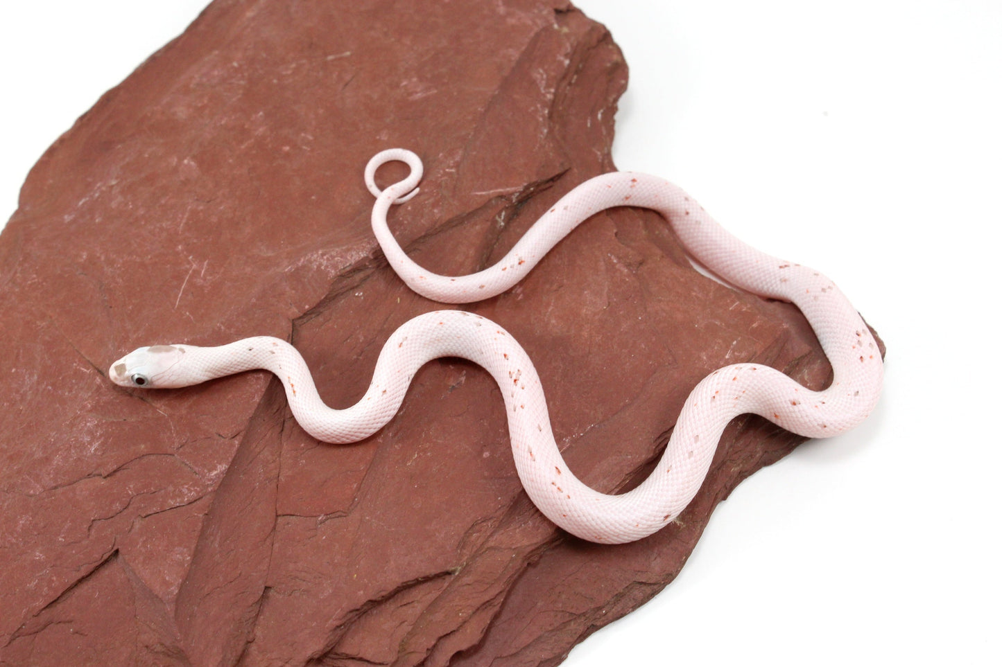 Palmetto Corn Snake All Reptiles