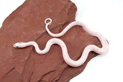 Palmetto Corn Snake All Reptiles