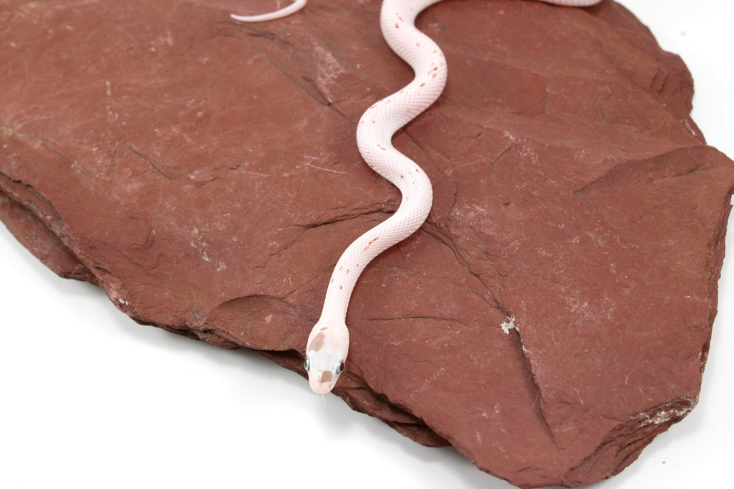 Palmetto Corn Snake All Reptiles